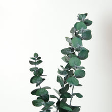 Load image into Gallery viewer, Preserved Eucalyptus