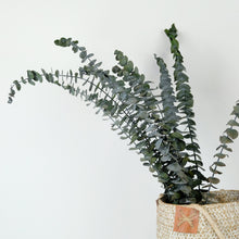 Load image into Gallery viewer, preserved eucalyptus