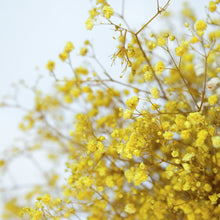 Load image into Gallery viewer, Preserved Baby's Breath (Yellow)
