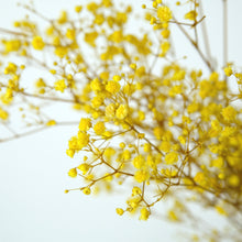 Load image into Gallery viewer, Preserved Baby's Breath (Yellow)