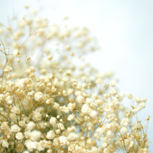 Load image into Gallery viewer, Preserved Baby's Breath (White)