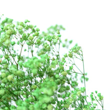 Load image into Gallery viewer, Preserved Baby's Breath (Green)