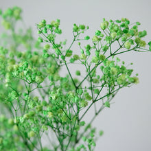 Load image into Gallery viewer, Preserved Baby's Breath (Green)