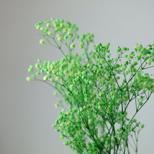 Load image into Gallery viewer, Preserved Baby's Breath (Green)