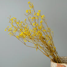 Load image into Gallery viewer, Preserved Baby's Breath (Yellow)