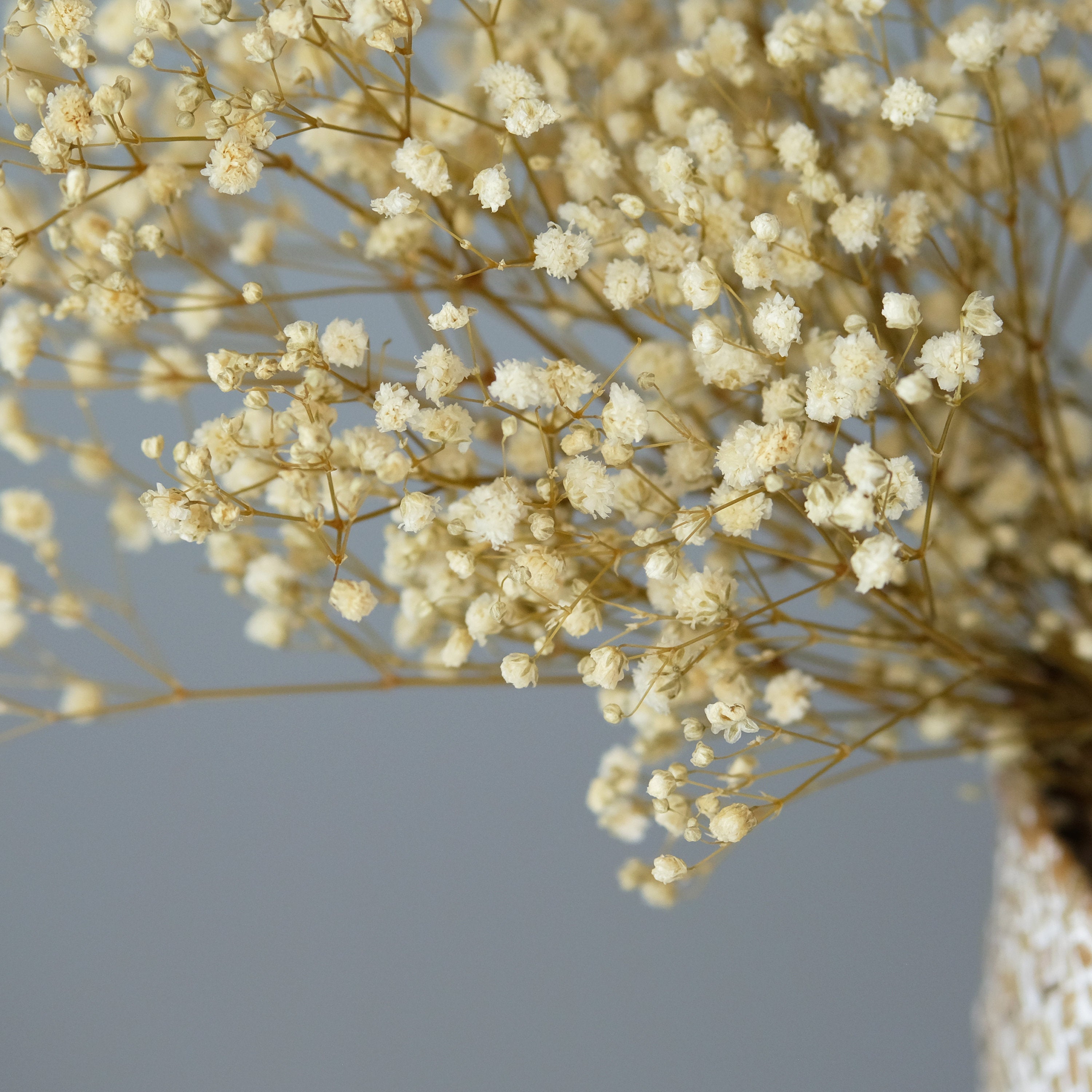 Preserved Baby's Breath Gypsophila - Bleached White (Medium-to-Large Bloom)  –