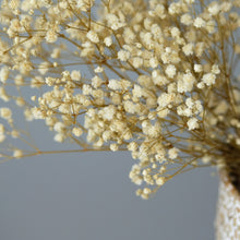Load image into Gallery viewer, Preserved Baby's Breath (White)