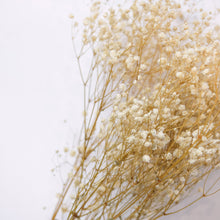 Load image into Gallery viewer, Preserved Baby's Breath (White)