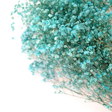 Load image into Gallery viewer, Preserved Baby's Breath (Blue)