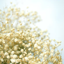 Load image into Gallery viewer, Preserved Baby&#39;s Breath (White)
