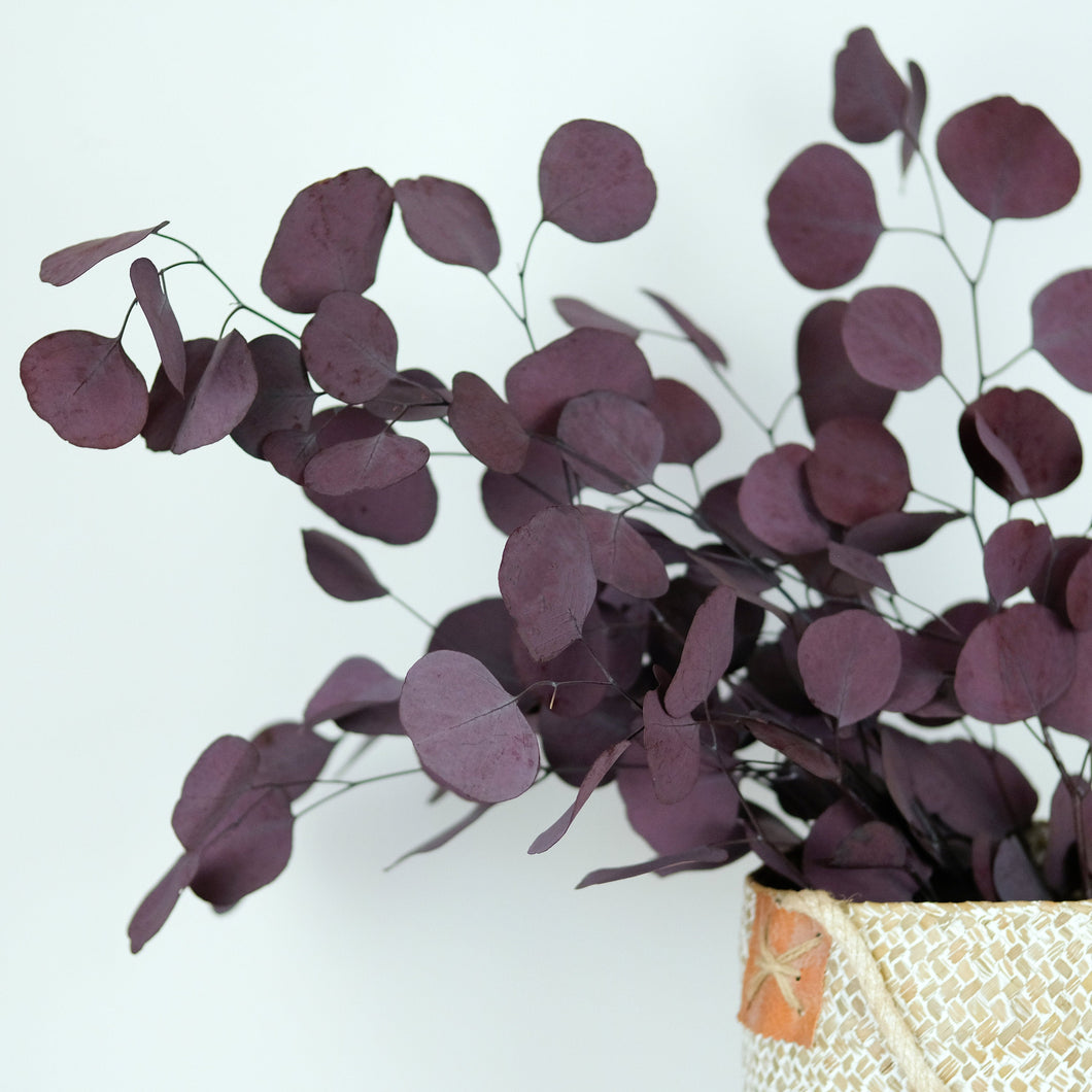Preserved Purple Eucalyptus