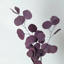 Load image into Gallery viewer, Preserved Purple Eucalyptus
