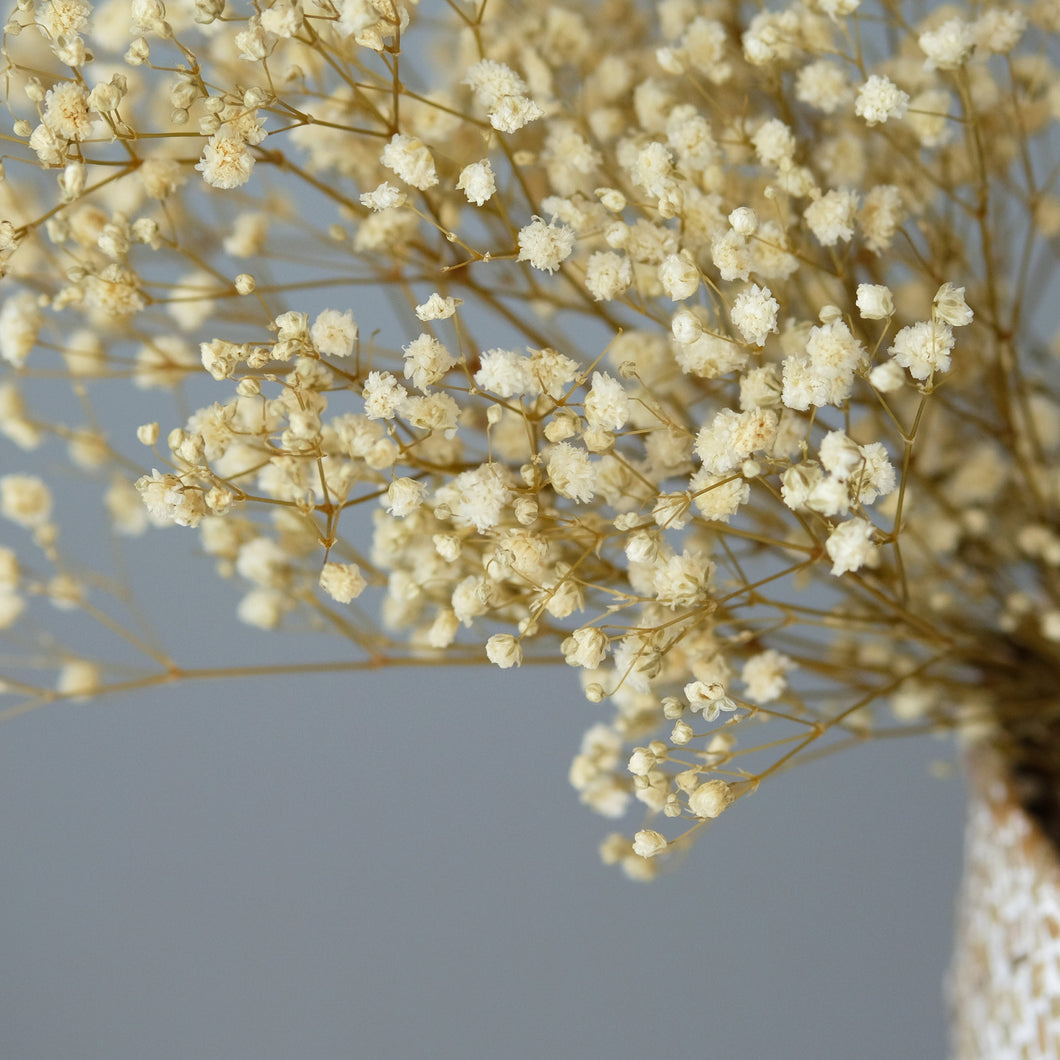 Preserved Baby's Breath (White)