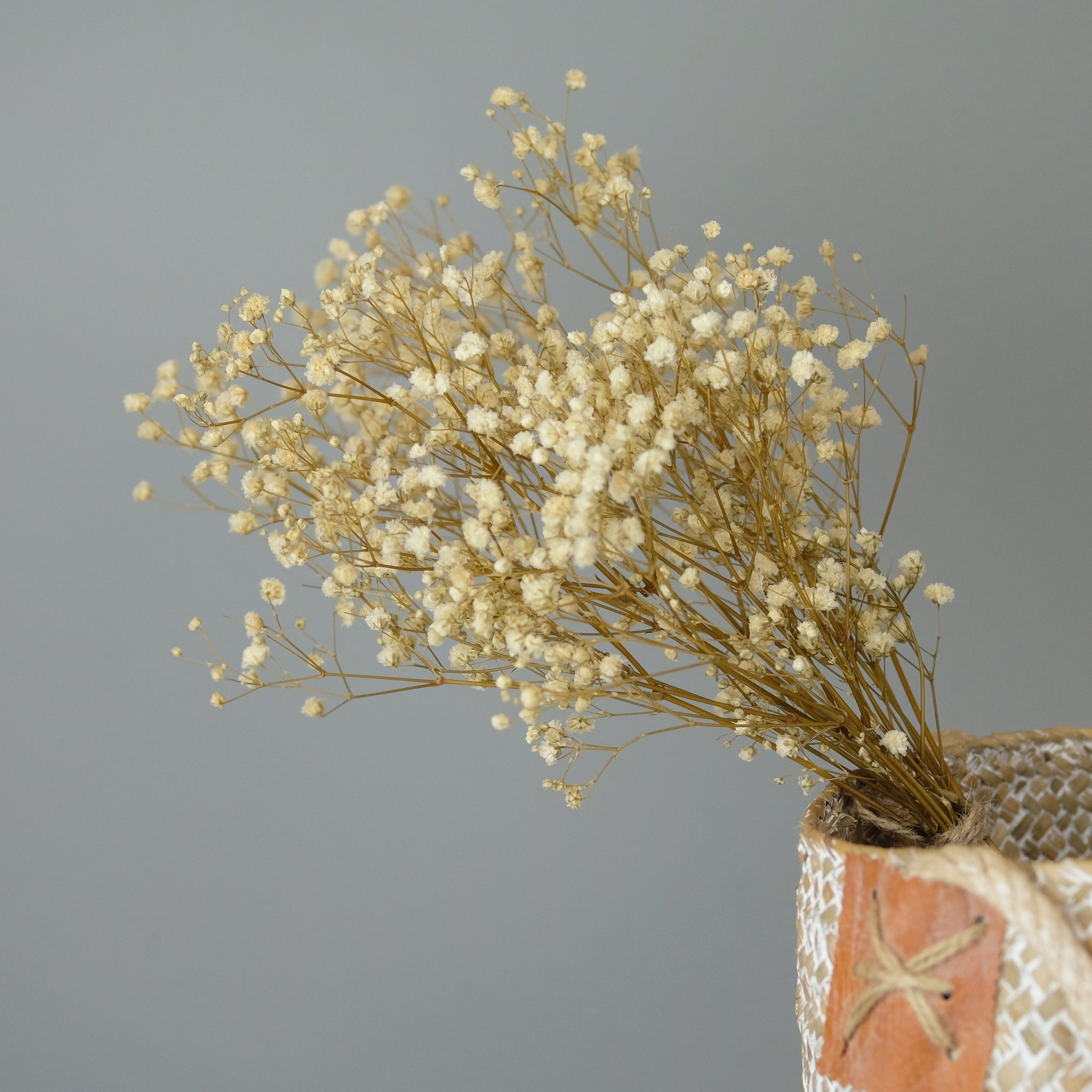 Preserved Baby's Breath Gypsophila - Bleached White (Medium-to-Large Bloom)  –