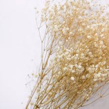 Load image into Gallery viewer, Preserved Baby&#39;s Breath (White)
