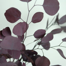 Load image into Gallery viewer, Preserved Purple Eucalyptus
